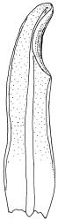 Tridontium milleneri, leaf, abaxial view. Drawn from E.K. Cameron 16310, AK 355260.
 Image: R.D. Seppelt © R.D.Seppelt All rights reserved
